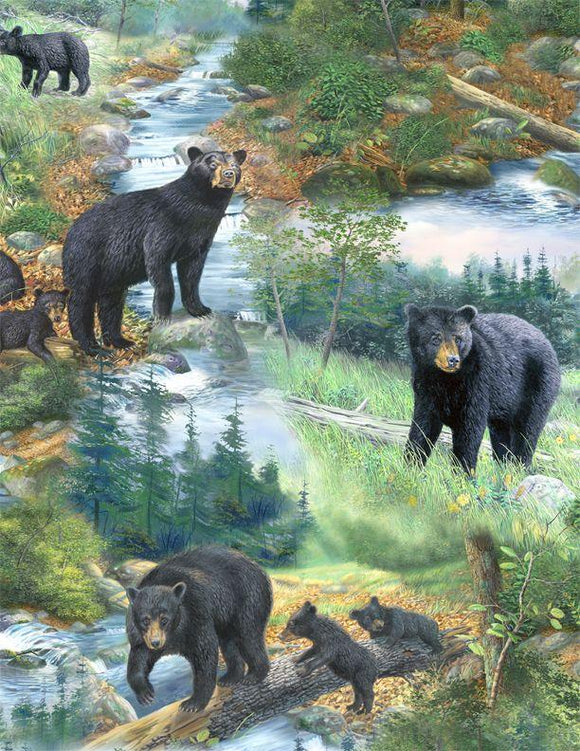 A New Adventure Black Bears