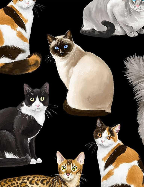 Assorted Cats
